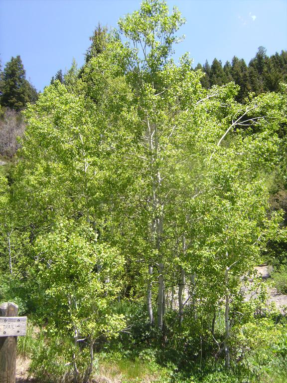 Aspen Tree