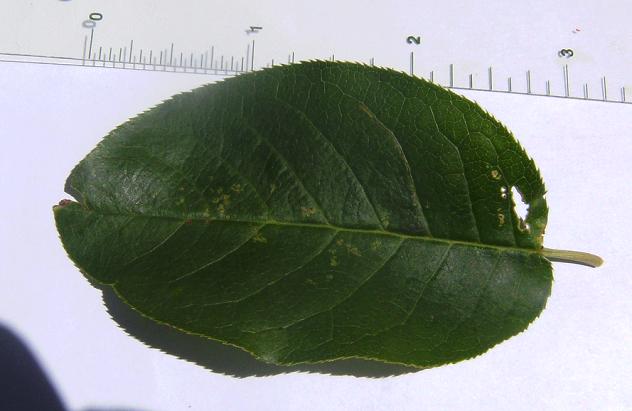 Chokecherry leaf