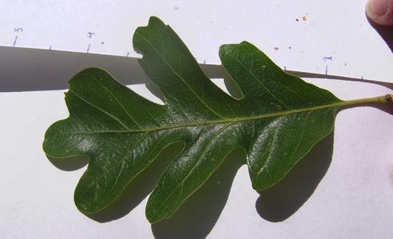 Gambel Oak Leaf