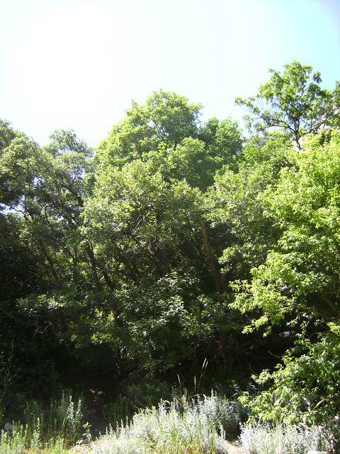 Gambel Oak Tree