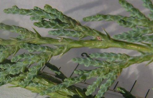Juniper leaves (closeup)