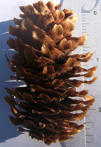 Blue Spruce Cone