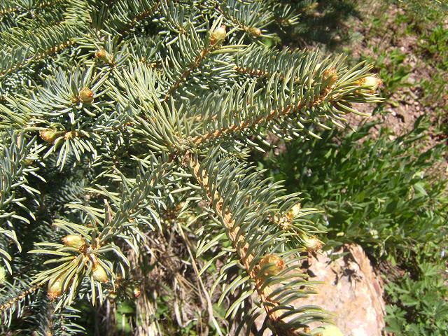Spruce Needles