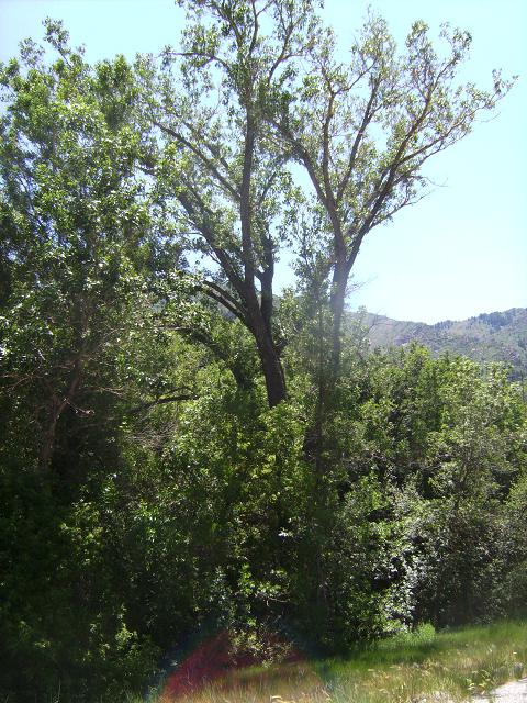 Lanceleaf Cottonwood Tree