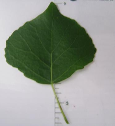 Lanceleaf Cottonwood Leaf
