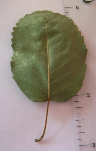 Serviceberry Leaf