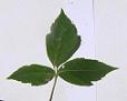 Compound Leaves
