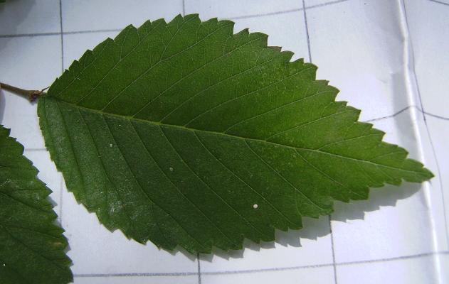 Water Birch Leaf